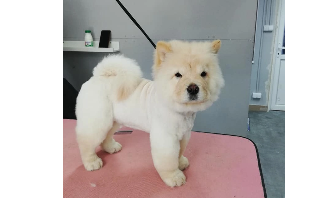 Salon Dingo Star