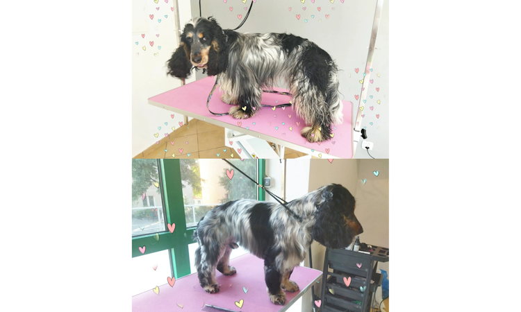 Bella Groomer Studio