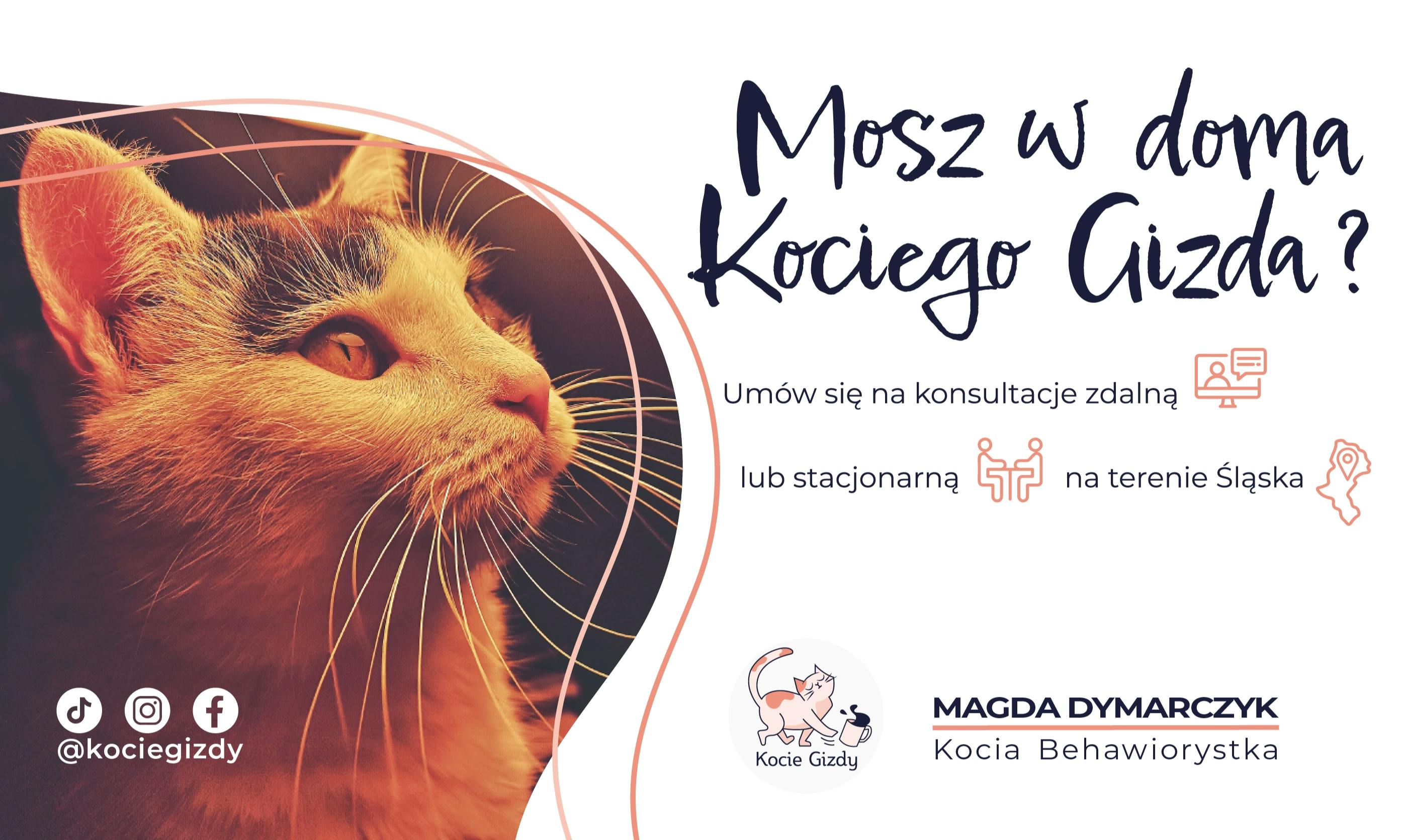 Kocie Gizdy Behawiorysta Koci