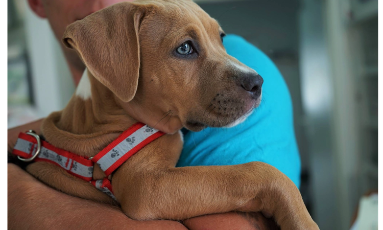 Vetmedica Gabinet Weterynaryjny