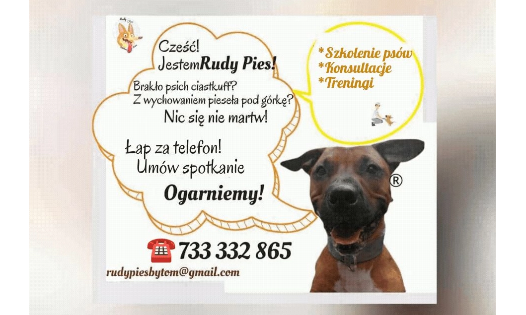 Rudy Pies - profesjonalne szkolenie psów Bytom