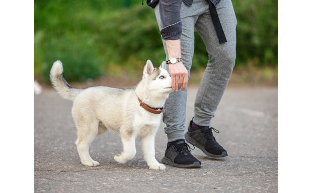 Dogs Friends